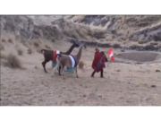 PERUANITO MARCHA CON SUS TRES LLAMAS POR FIESTAS PATRIAS