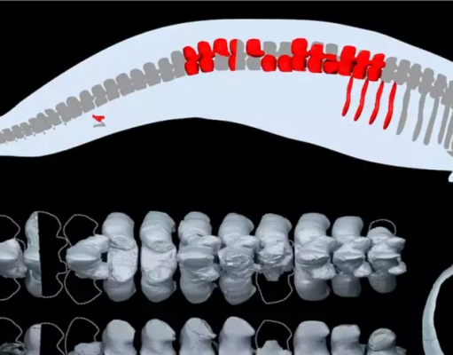 PERÚ ES EL PAÍS DONDE SE ENCUENTRAN LOS FÓSILES DEL ANIMAL MÁS PESADO DE LA TIERRA