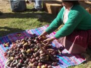 LA ONU DECLARA EL 30 DE MAYO COMO «EL DÍA INTERNACIONAL DE LA PAPA»