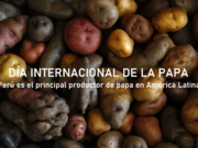 LUEGO DE 10 AÑOS DE INVESTIGACIÓN, DESARROLLAN EN PERÚ DOS NUEVAS VARIEDADES DE PAPA PARA COMBATIR LA ANEMIA
