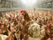 OMS DESESPERADA QUIERE IMPONERNOS YA UNA NUEVA PLANDEMIA, PERO EL GOBIERNO DE MÉXICO LOS BAJÓ EN UNA: NO HAY PRIMERA MUERTE POR GRIPE AVIAR