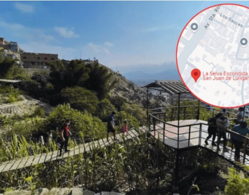 PERUANA PLANTÓ HACE 40 AÑOS MÁS DE 100 VARIEDADES DE ÁRBOLES DE LA AMAZONÍA Y AHORA SJL TIENE UNA SELVA ESCONDIDA