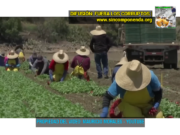 LO QUE NO LE DIJERON A TRUMP: LA REACCIÓN DE LOS HISPANOS POR PAROS LABORALES EN GENERAL.