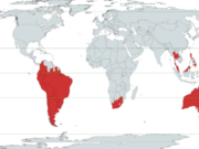 CONFIRMAN VÍNCULO ENTRE VACUNAS COVID-19 Y MUERTES EN EL HEMISFERIO SUR