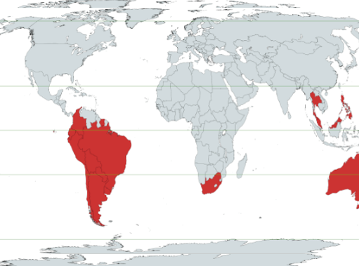 CONFIRMAN VÍNCULO ENTRE VACUNAS COVID-19 Y MUERTES EN EL HEMISFERIO SUR