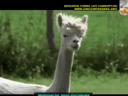 EL REGRESO DE LAS LLAMAS EN EL DESIERTO Y EL MILAGRO VERDE EN ICA